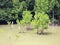 Mangrove growing in nature