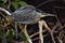 Mangrove Heron Butorides striata, Butorides striatus. The striated heron also known as little  or green-backed heron.