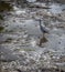 mangrove heron on a muddy river