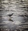 mangrove heron on a muddy river