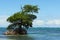 Mangrove island in the Caribbean sea