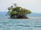 Mangrove island in Panama