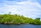 Mangrove island on a sunny day