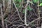 Mangrove Jozani forest, Zanzibar, Tanzania, Africa