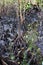 Mangrove Jozani forest, Zanzibar, Tanzania, Africa