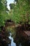 Mangrove Jozani forest, Zanzibar, Tanzania, Africa