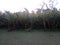 Mangrove jungle