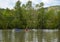 Mangrove jungle at summer day