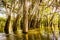 Mangrove at a lagoon near amazon river