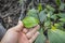 Mangrove leaves on hand