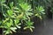 Mangrove Leaves and Tropical Vegetation