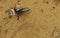 A mangrove lily flourishing in the harsh climate and desert sand in the Cederberg