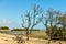 MANGROVE AT THE LOW TIDE