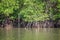 Mangrove at low tide