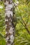 Mangrove Monitor Lizard On Tree