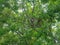 Mangrove monkey on a tree