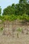 Mangrove mudflats