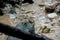 Mangrove mudskipper fishes on a rock