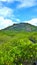 Mangrove national park in Thailand