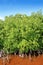 Mangrove plant red water and aerial roots blue sky