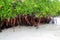 Mangrove plant in sea shore aerial roots Caribbean