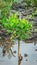 Mangrove plant seedling