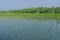 Mangrove planting