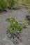 Mangrove planting young mangrove trees for reforestation activit