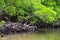 Mangrove in Praia dos Carneiros, Pernambuco, Brazil