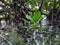 The Mangrove rain forest