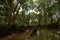 Mangrove and rain forests in Borneo