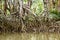 Mangrove and rain forests in Borneo