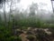 Mangrove rainforest, Borneo, Malaysia