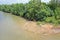 Mangrove River bank