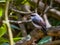 Mangrove Robin in Queensland Australia