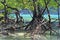 Mangrove root.