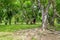 Mangrove root forest shady