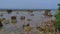 Mangrove roots by the beach with damaged coral and bricks