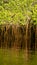 Mangrove roots in the Galapagos Islands