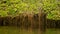 Mangrove roots in the Galapagos Islands