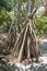 Mangrove Roots on Mystery Island