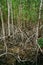 Mangrove roots reach into shallow water in a forest growing in t