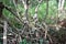 Mangrove Roots in Swamp Landscape in Everglades National Park, Florida