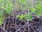 Mangrove roots in tropical forest. Caribbean nature. Pattern and background