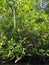 Mangrove seed pod