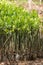 Mangrove seedlings