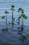 Mangrove seedlings casting reflections in the water at daylight