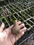 mangrove seeds to be grown on a polybag.. it is a part of reforestation campaign for mangrove forest in Bengkulu Indonesia