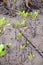 Mangrove shoots