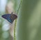 Mangrove Skipper Enjoying the Nectar of the Purple Porterweed Flower, Seminole, Florida